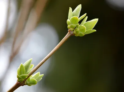 gemmothérapie à ermont dans le Val-d'Oise 95
